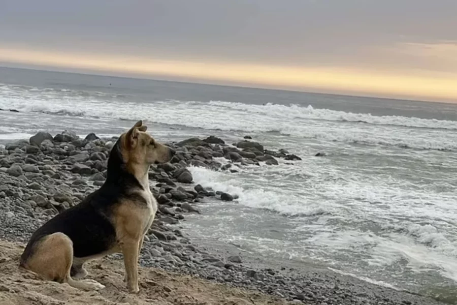 Ce chien se rend chaque jour à la plage pour attendre le retour de son maître, décédé il y a plusieurs années