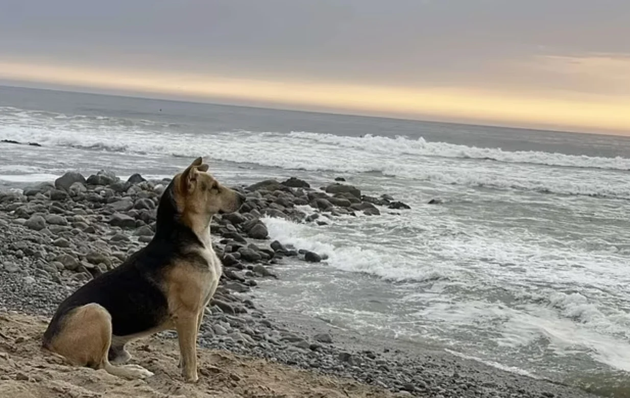 Ce chien se rend chaque jour à la plage pour attendre le retour de son maître, décédé il y a plusieurs années